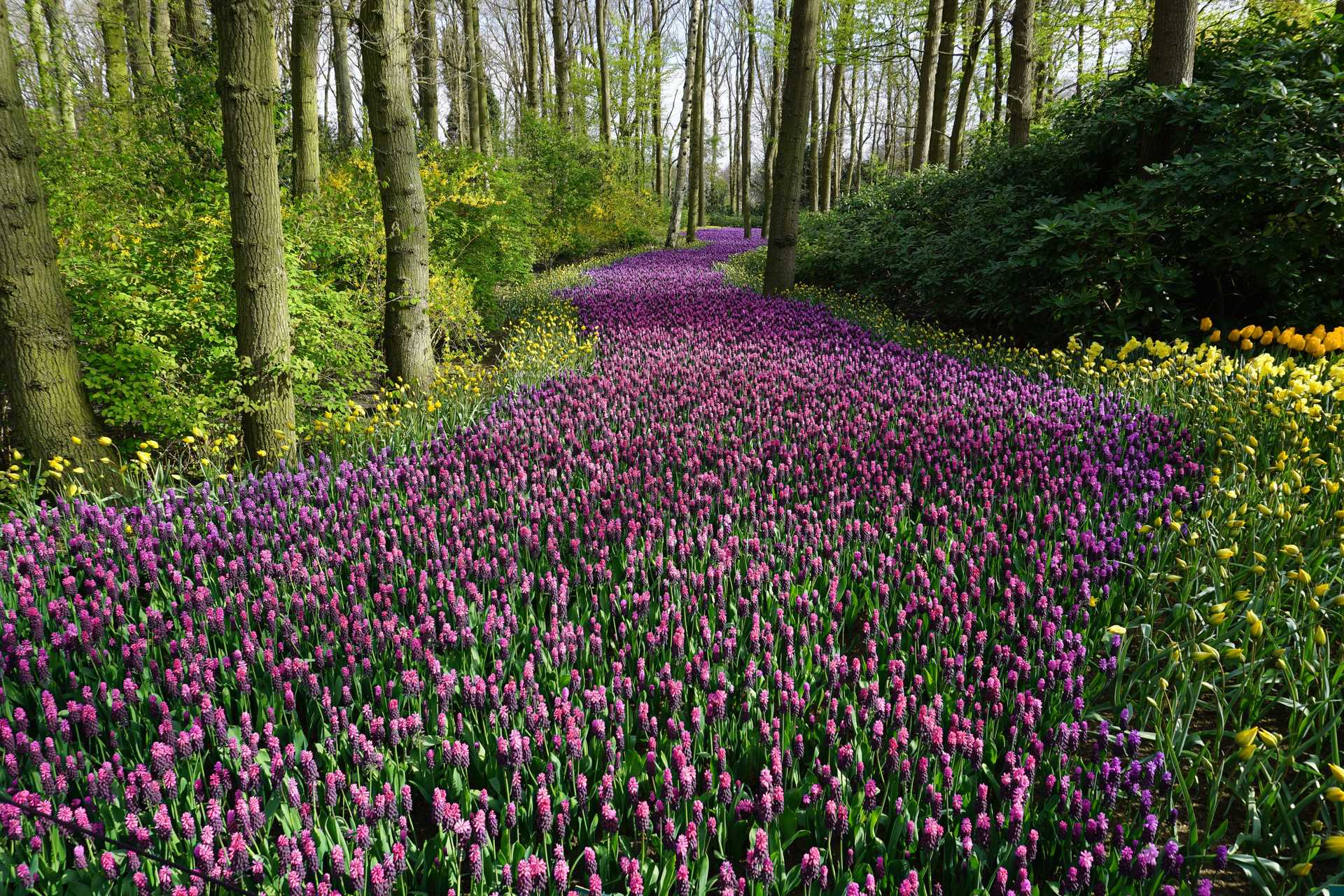 Pink Flower Field