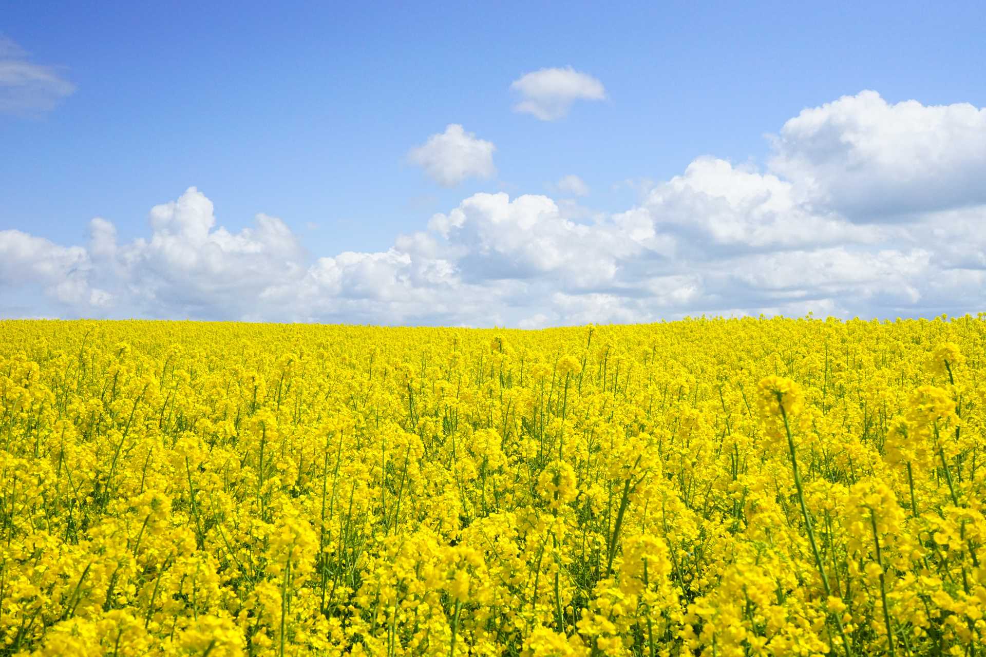 Yellow Flowers Under a Blue Sky During the Daytime