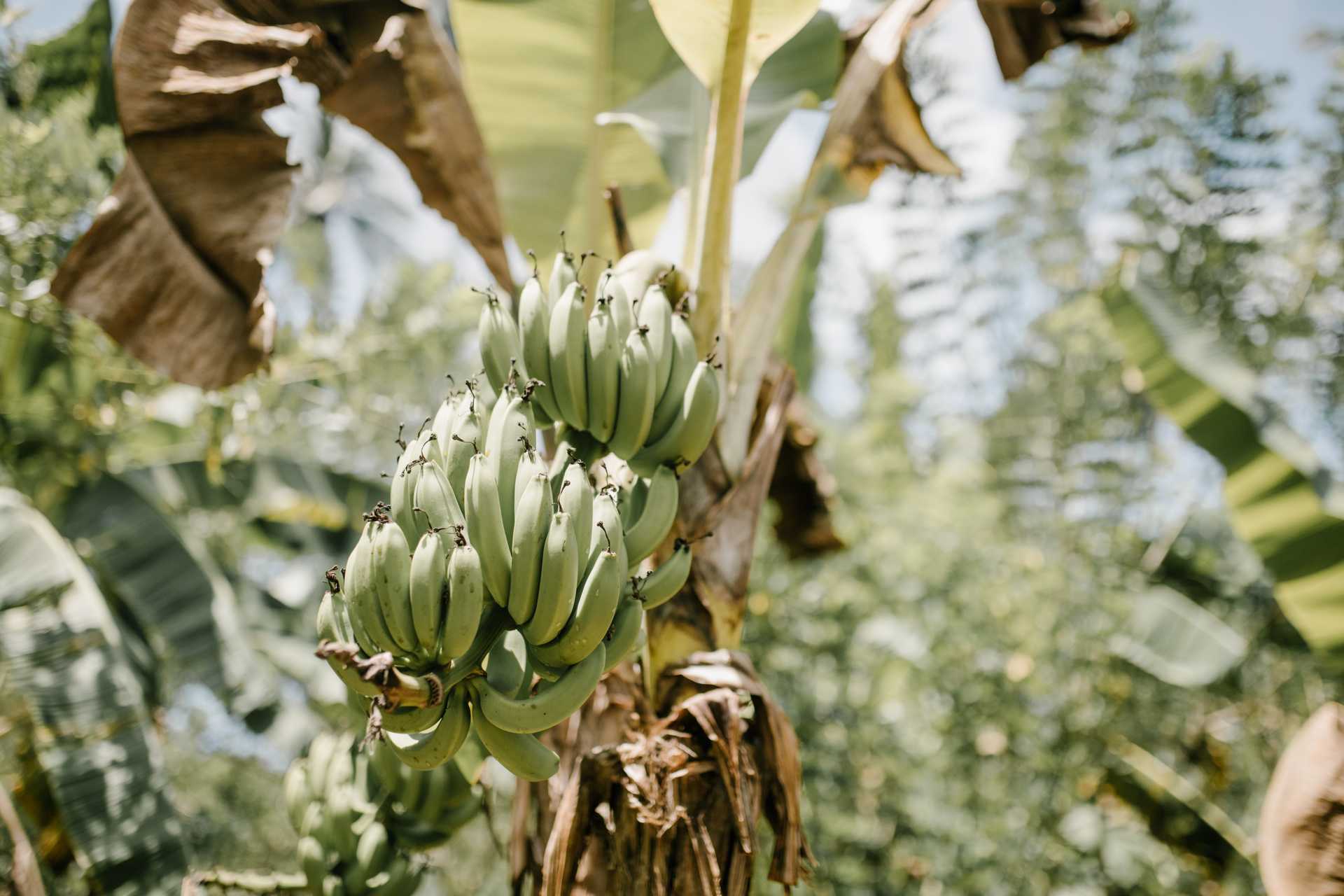 Bananas growing in lush garden
