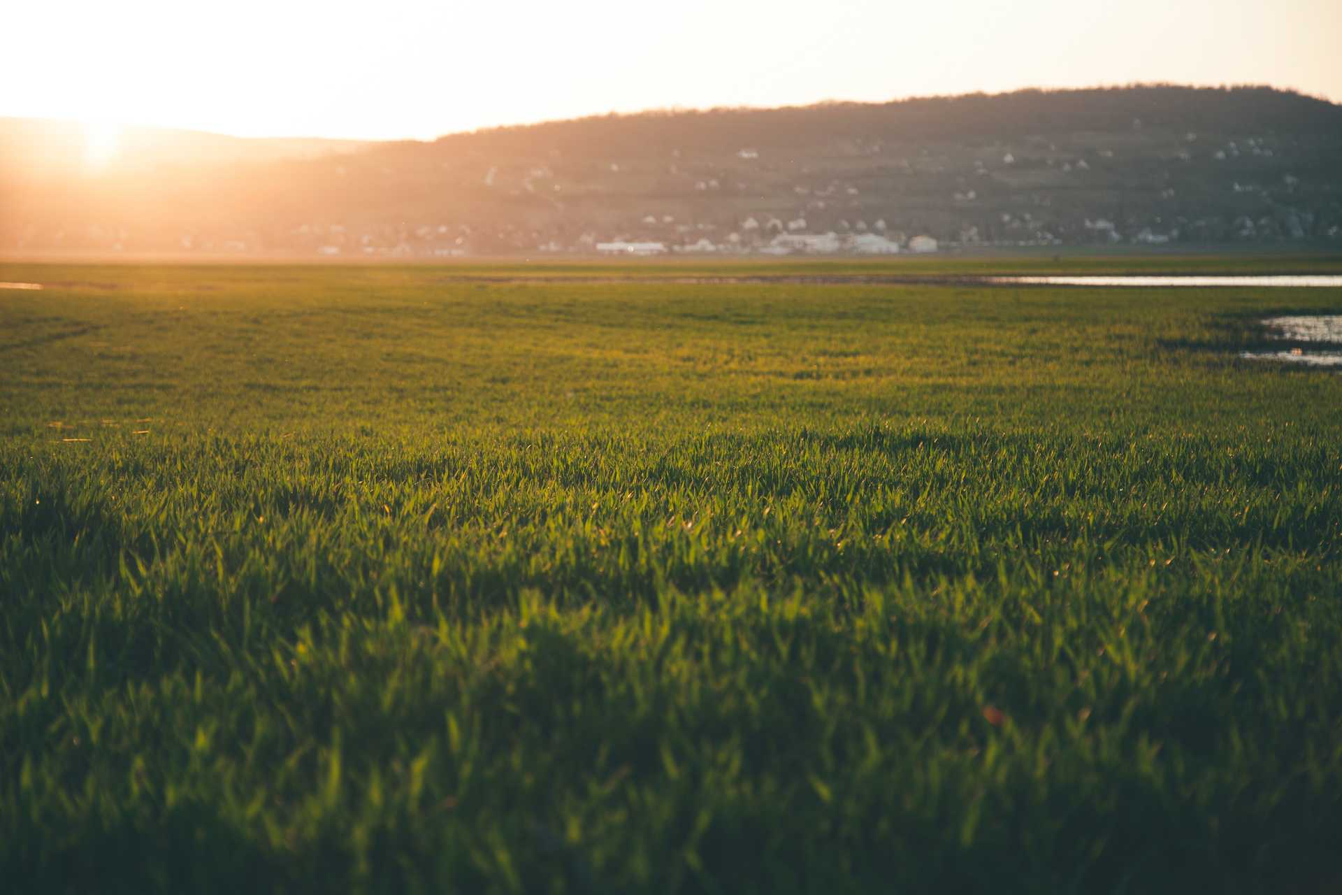 Green Grass Field During Sun Rise