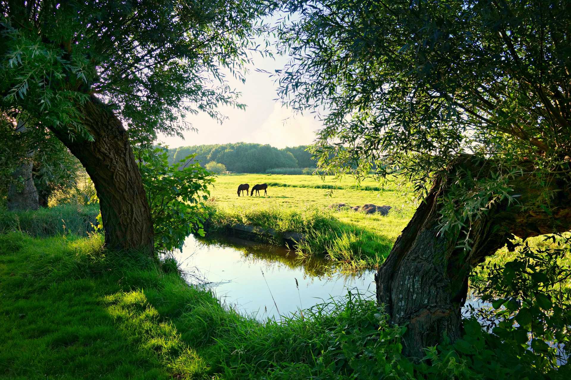 Grazing Animals Near a Creek and Trees