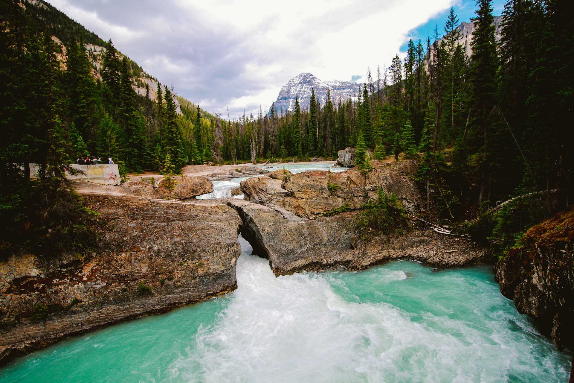 A river surrounded by green pine trees