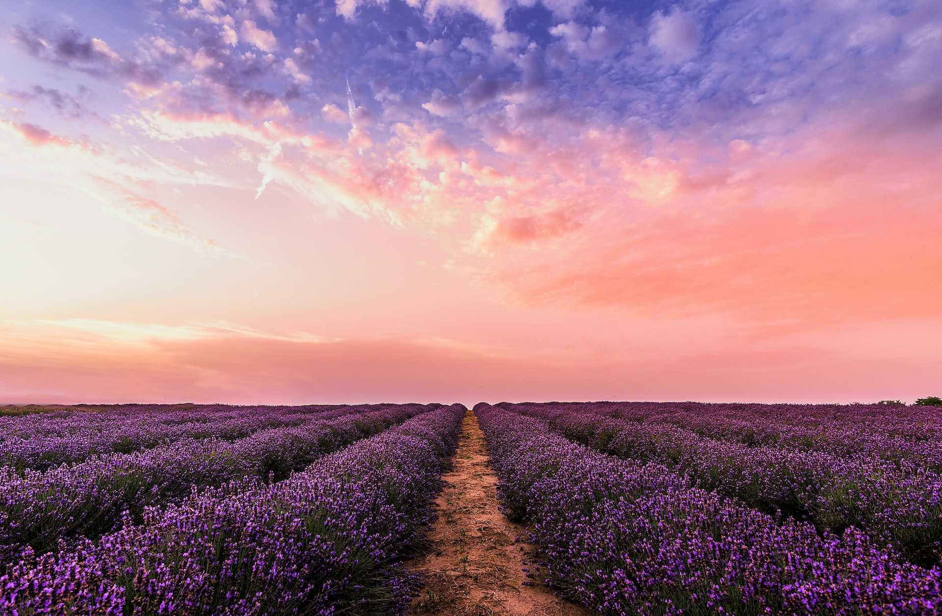 Lavender flower field under a pink sky