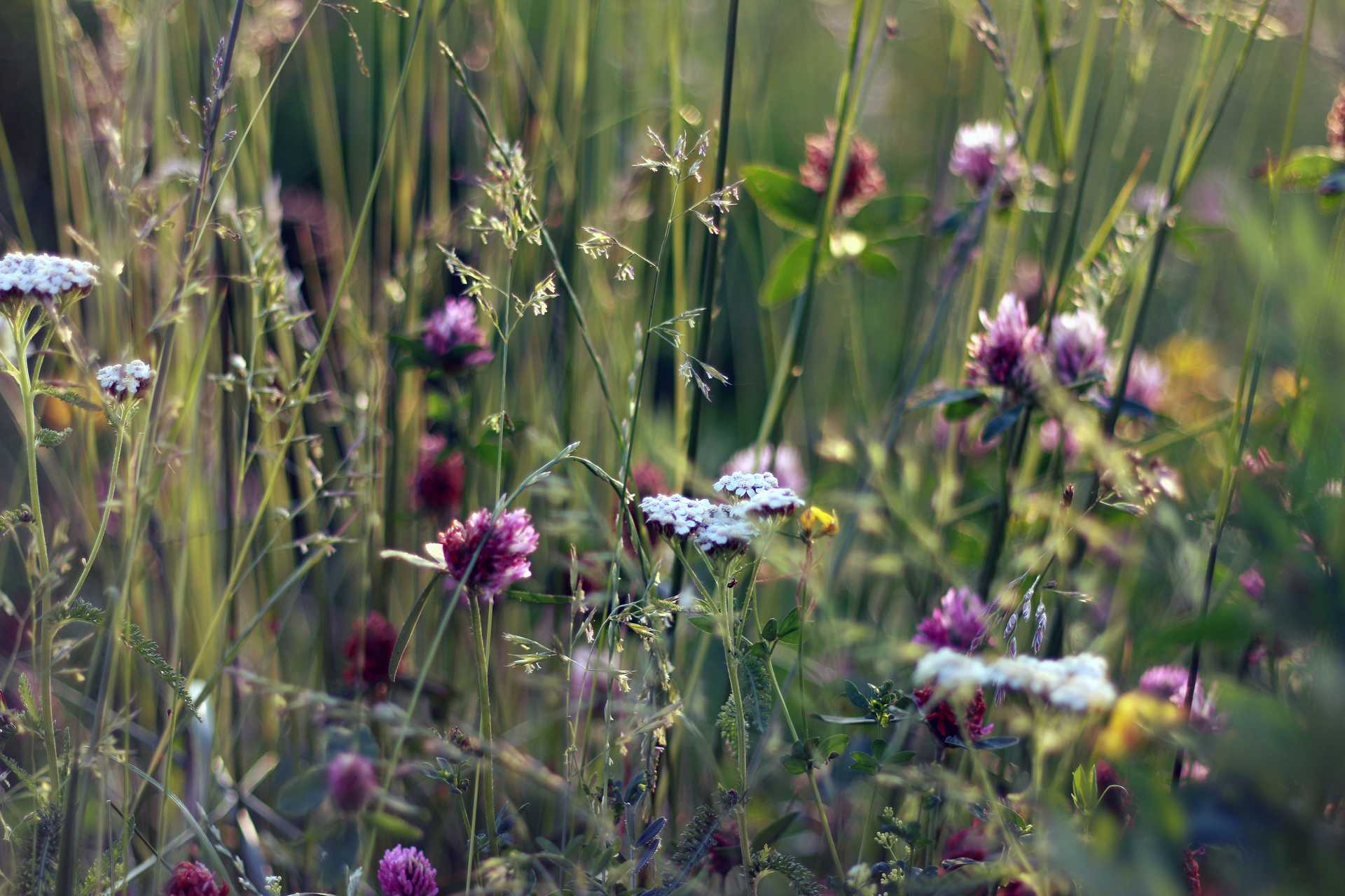 Field of Flowers and a Grass Lawn