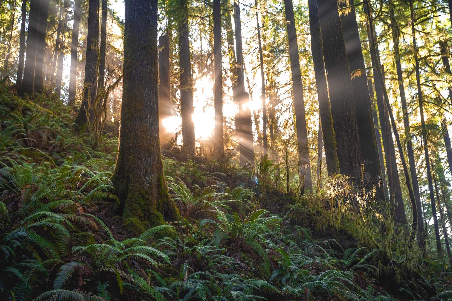 A forest hill with daylight peeking through the trees