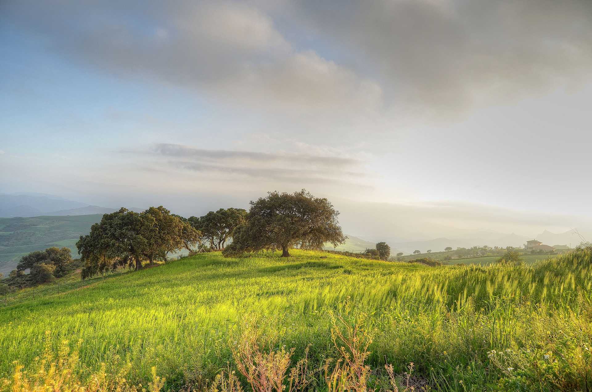 Green trees on a hill