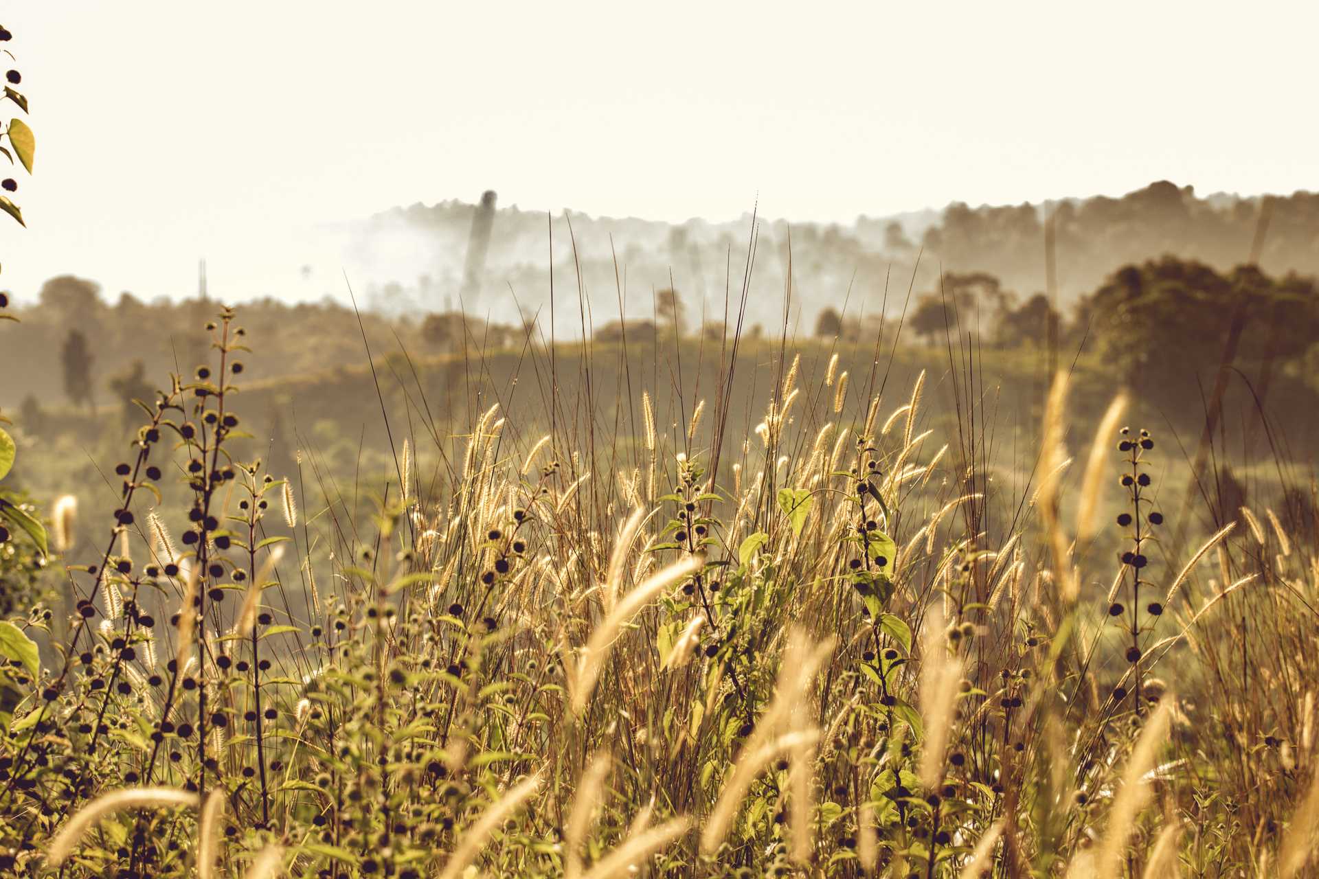 Field of wild growing grass