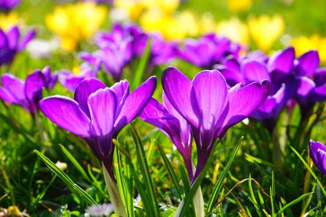 Purple Flowers