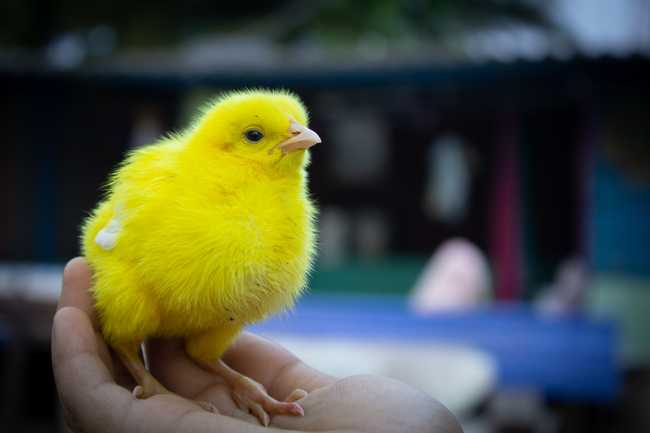 Baby chicks