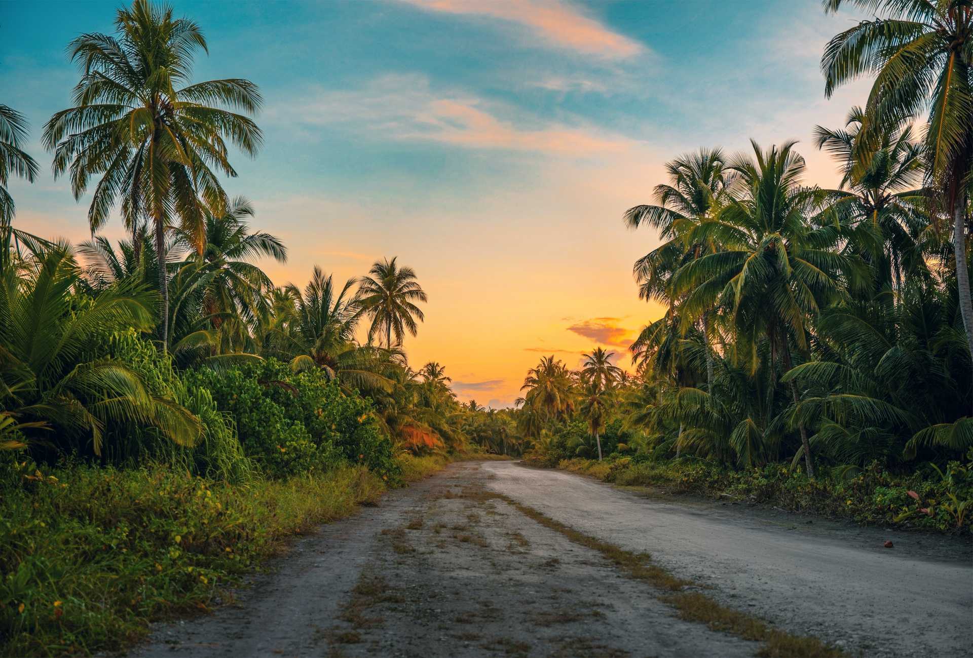 Photography of Dirt Road Surrounded by Palm Trees