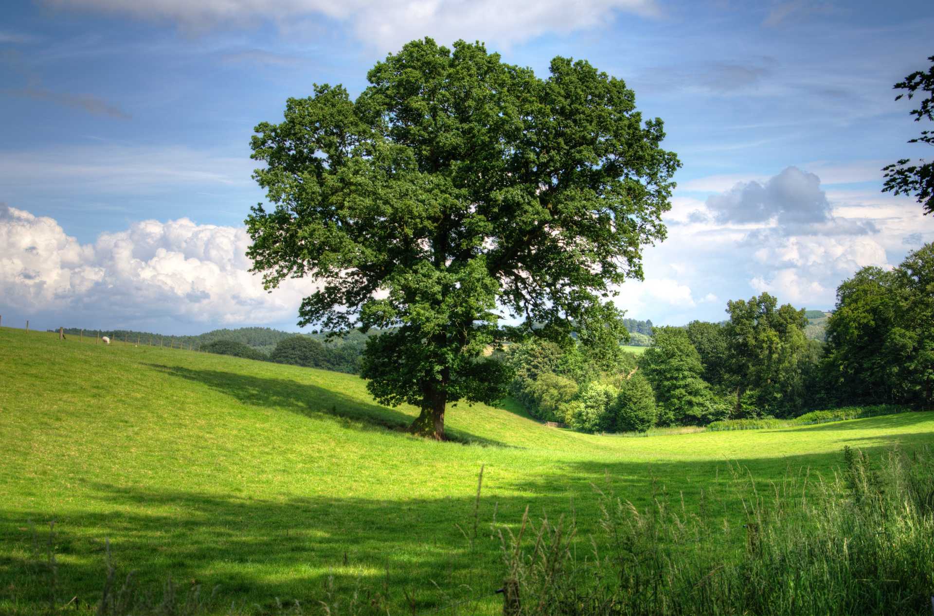 Green Tree on a Grass Field During Daytime