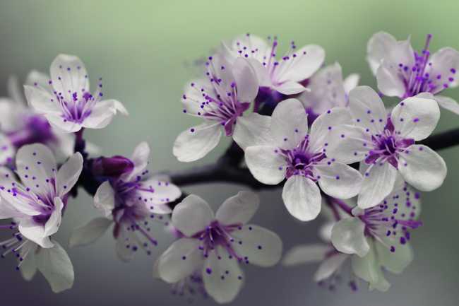 Pretty white and purple flowers